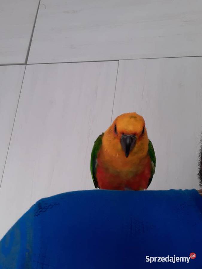 Papuga konura Antoniew