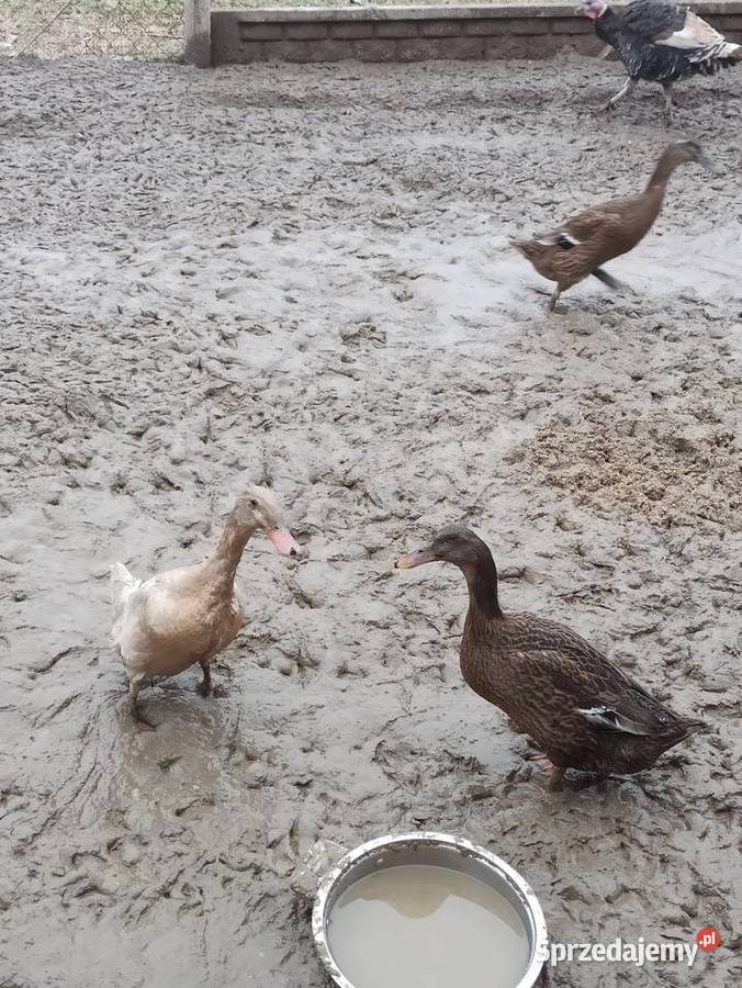 Kaczki biegusy biegusy indyjskie Krasnystaw