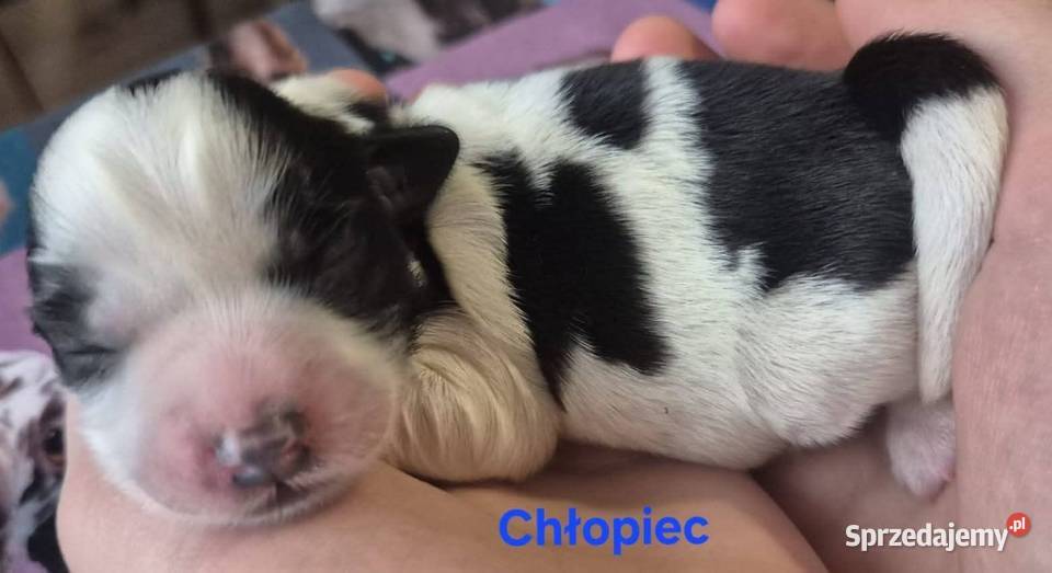 Do Rezerwacji Szczenięta Morkie wielkopolskie Konin