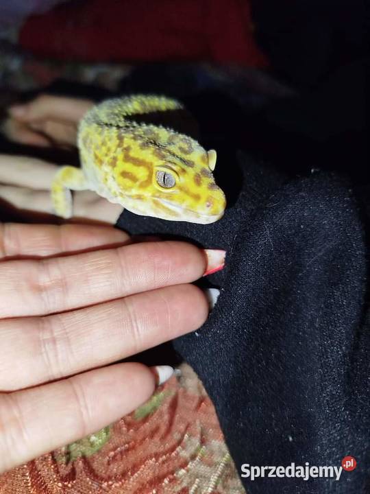 Gekon Lamparci Wałbrzych sprzedam