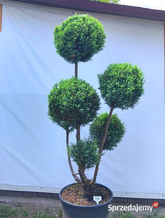 Bonsai Niwaki cyprysik lawsona Elwoodii podkarpackie Medynia Łańcucka sprzedam