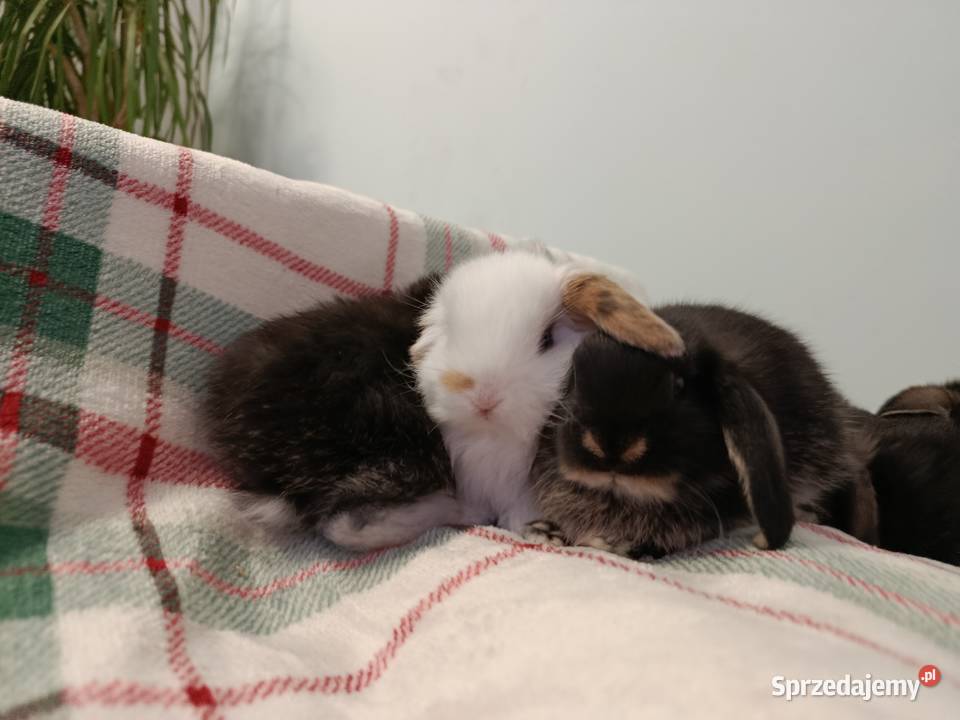 Króliczki mini lop domowa hodowla Pozostałe sprzedam