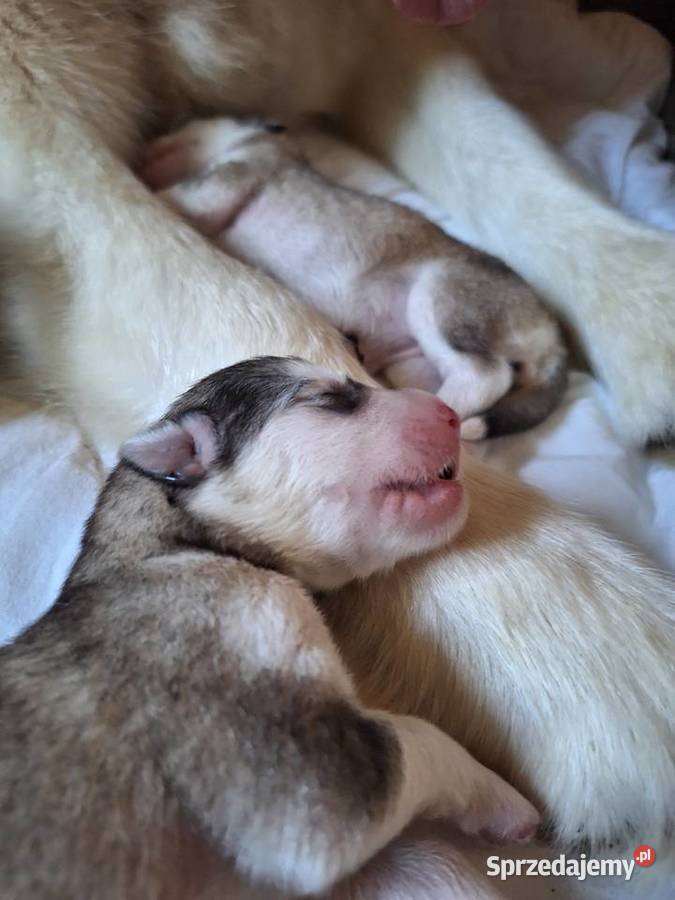 Alaskan Malamute FCI ZKwP małopolskie Wieliczka