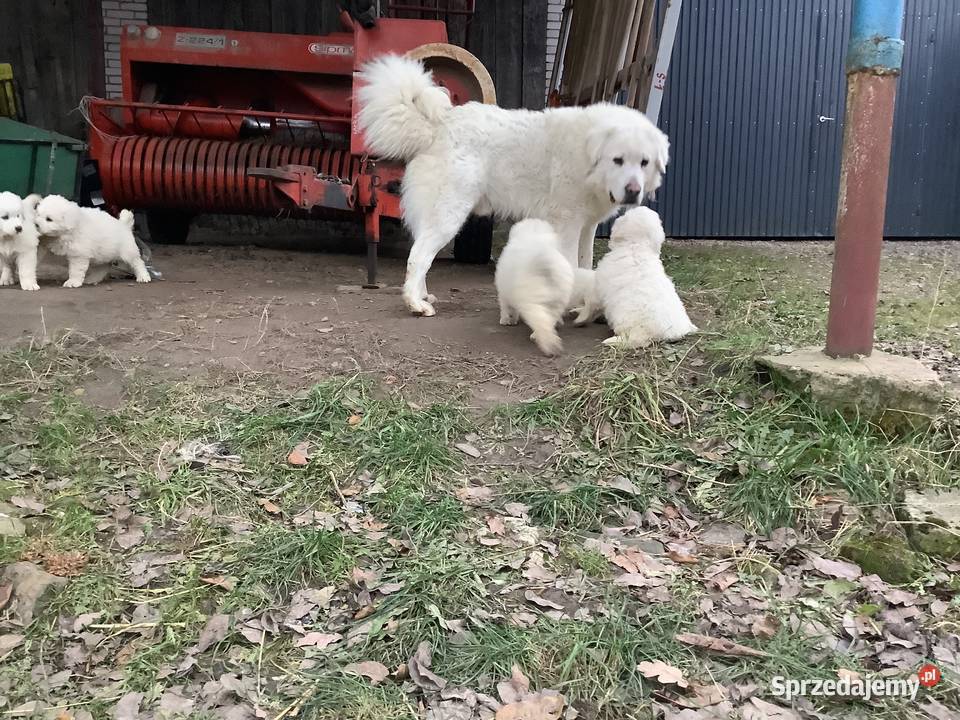 Owczarki podhalańskie szczeniaki Owczarek Brzezie