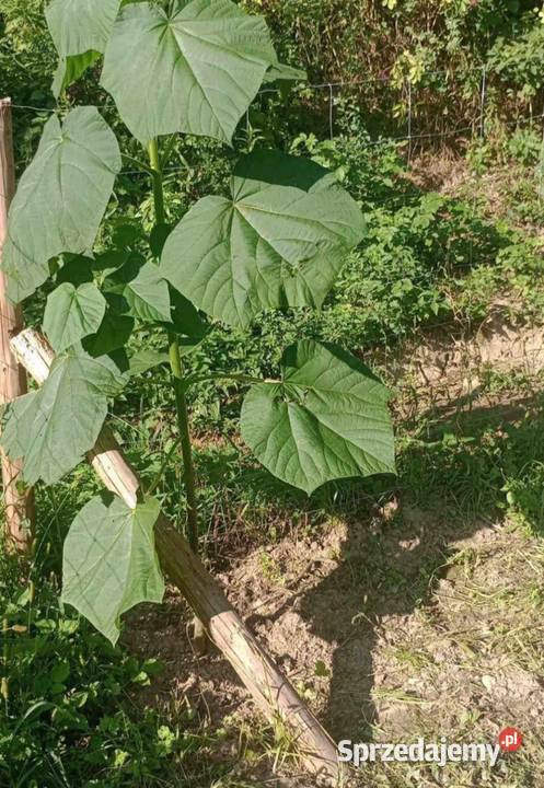 Sadzonki drzew tlenowych paulownia Tomaszów Lubelski sprzedam