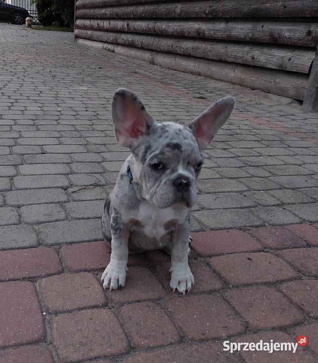Buldog Francuski szczeniaki Mogielnica