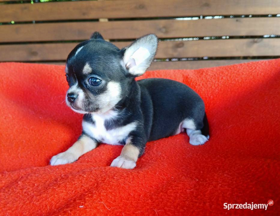 Piękne suczki chihuahua sprzedam