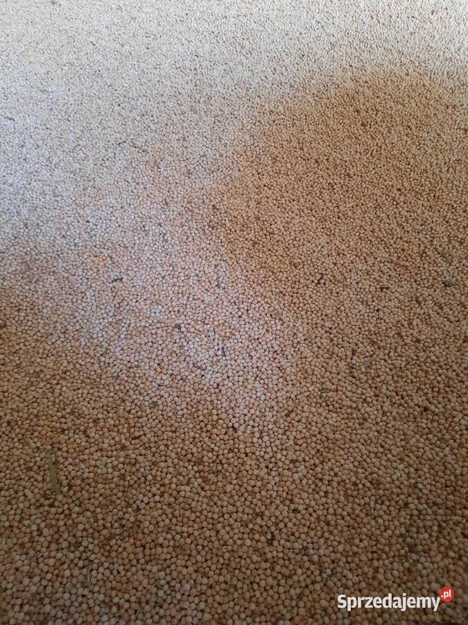 Sprzedam groch Astronaute Książ Wielki sprzedam