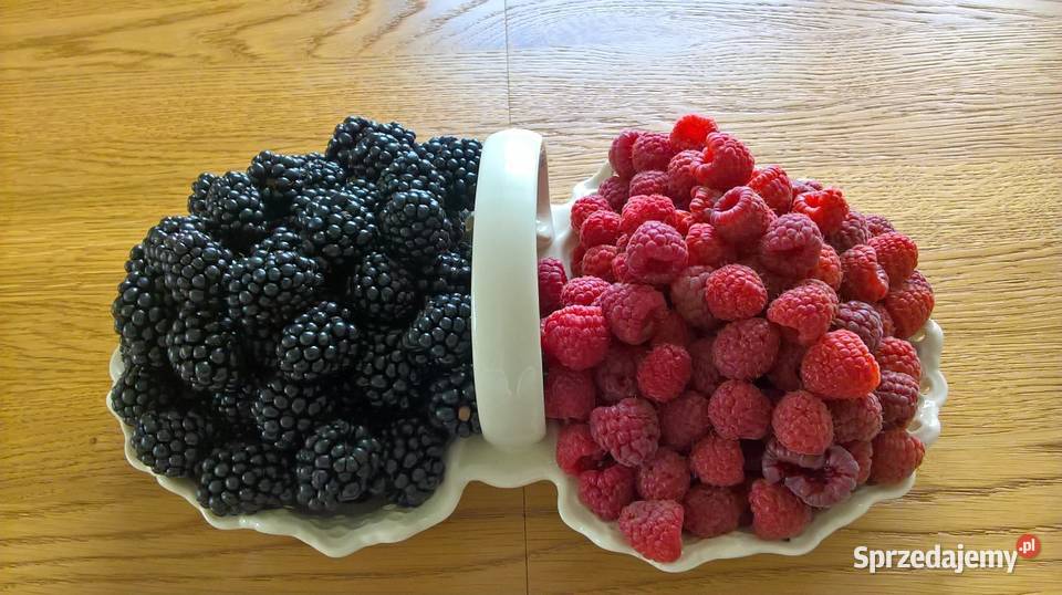 Sadzonki malin sprzedam