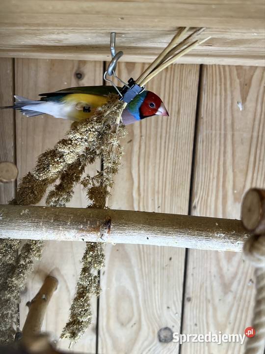 Amadyna wspaniała samiec 2025r