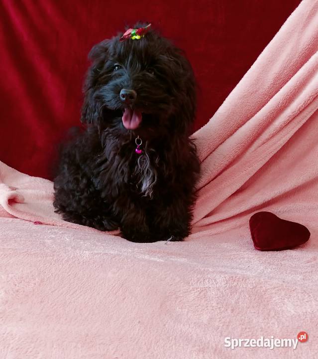 Cockapoo Suczka Czernichów