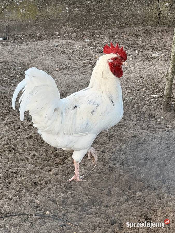 Młode koguty z 20 marca zdrowe dorodne różne