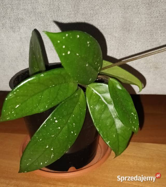 Hoya hoja 1 roślina rosnąca Warszawa