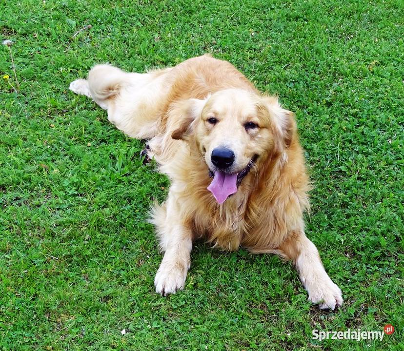 Piękny golden retriever Golden Retriever Przysucha sprzedam