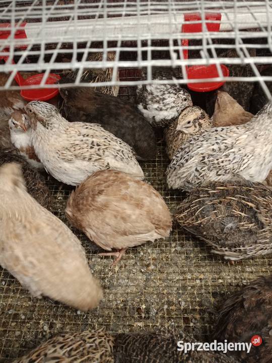 Jaja lęgowe przepiórcze Kalej