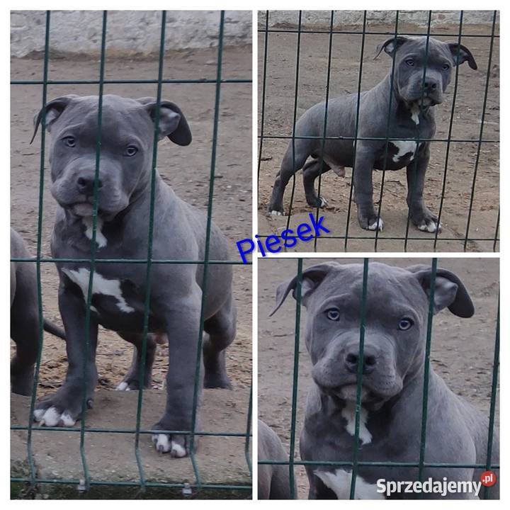 Amstaff American staffordshire terrier Strzelniki
