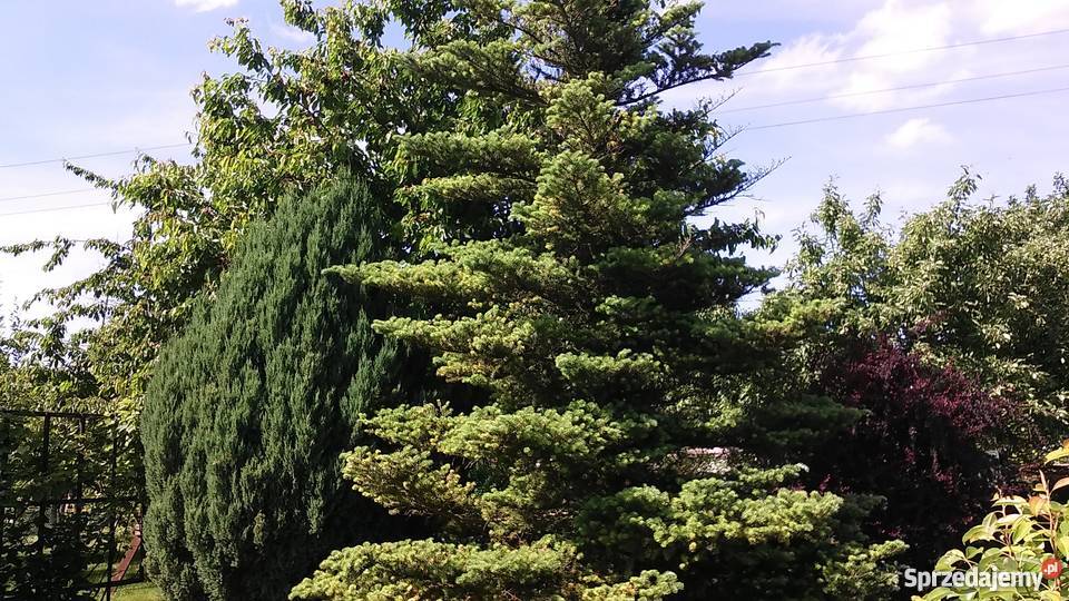 Działka ogrodowa Oława