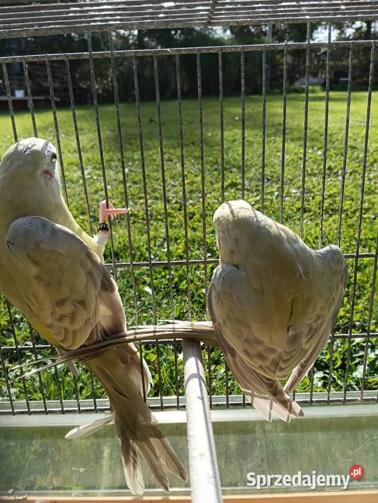 Świergoty Zagórzany sprzedam