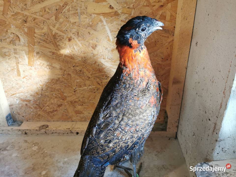 Bażanty Tragopan SATYR Tragopan czerwony Ptaki z Ptaki Andrychów