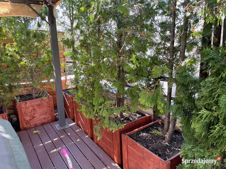 donica drewniana donice drewniane doniczki Błonie