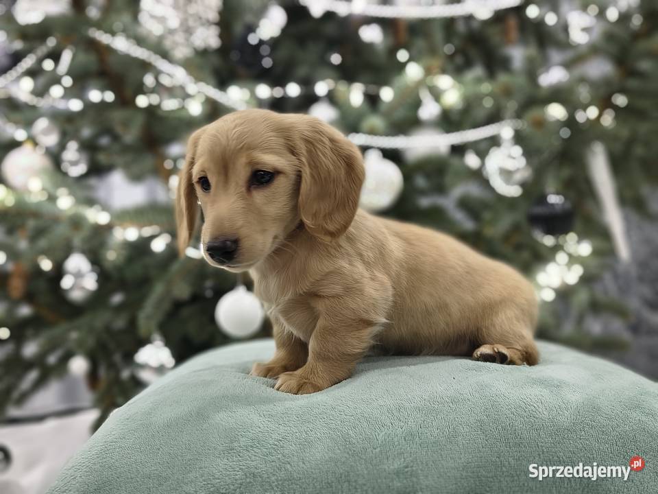 Jammik długowłosy miniaturowy kremowy Dackel Jamnik Żabików