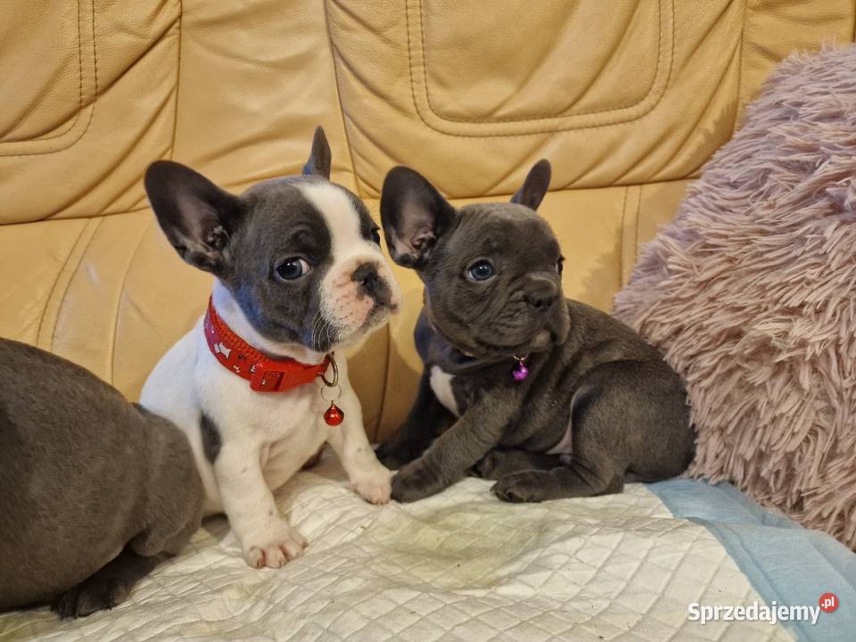 Szczenięta Buldog Francuski Blue Psy Góra