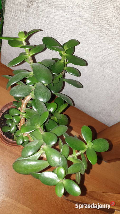 Grubosz crassula drzewko szczęścia duża Warszawa sprzedam
