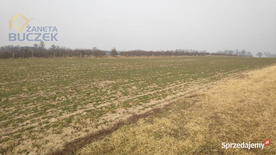 Sprzedam działki rolne z WZ w miejscowości Strzyżew