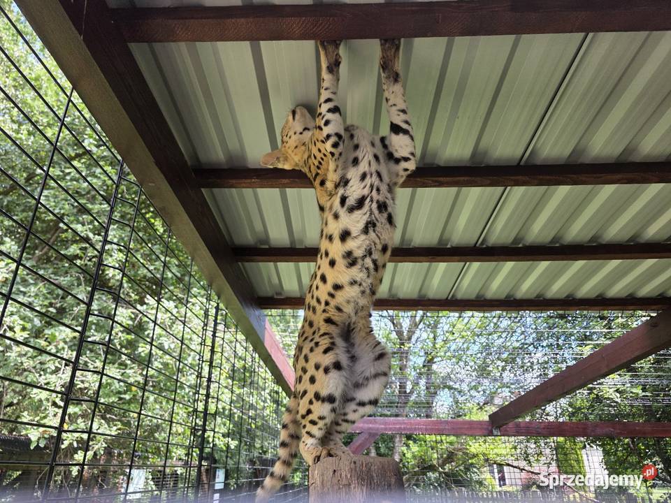 Serwal sawannowy serval kot egzotyczny samiec Kraków