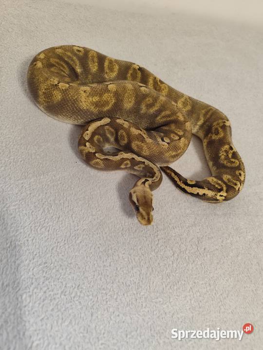 Pyton Królewski piękny samiec