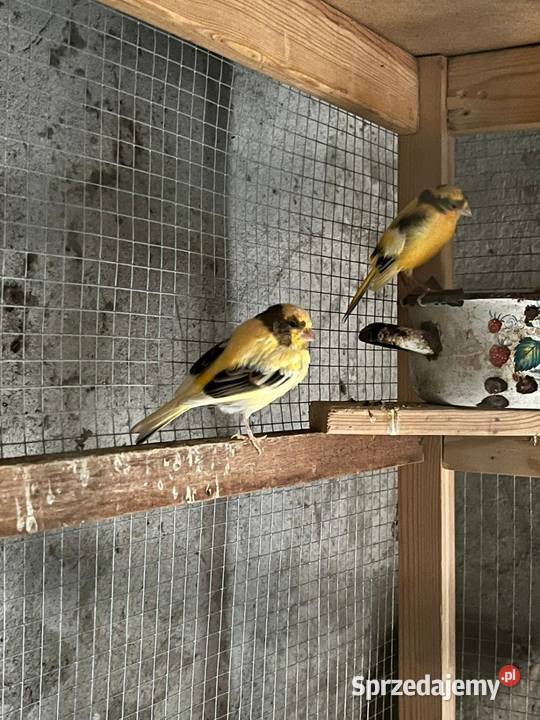 Sprzedam parę kanarków z tego roku Ptaki