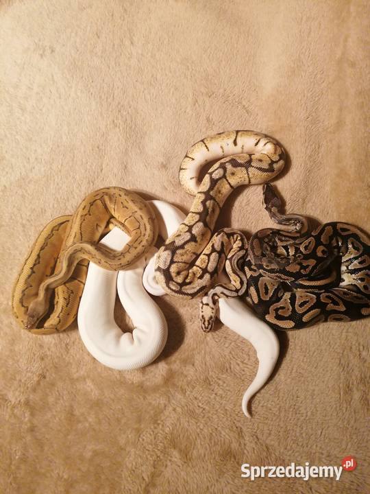 Pytony Królewskie Gniezno