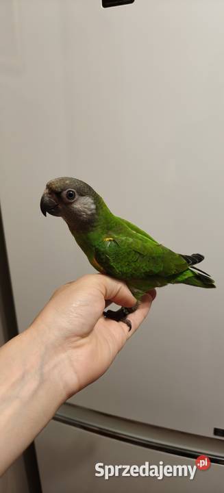 Papugi Senegalki ręcznie karmione Ptaki sprzedam