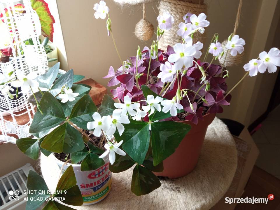 Oxalisy stale kwitnące Białystok