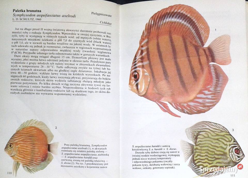 Ryby akwariowe Ivan Petrovicky Chełm sprzedam