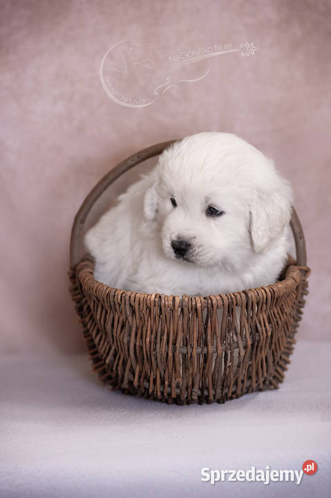 Owczarek podhalański Zabierzów