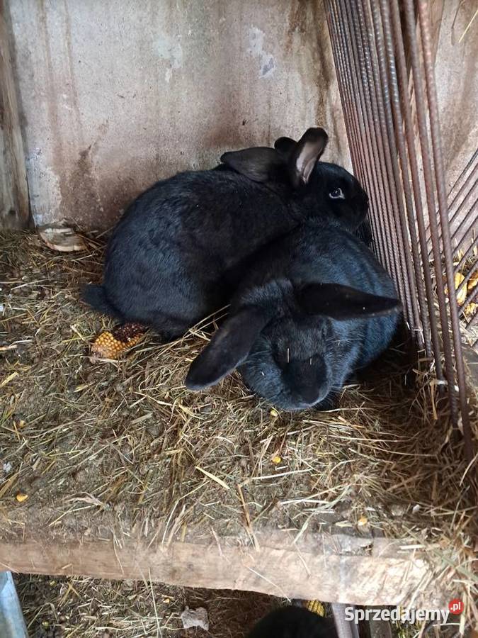 Króliki na chów