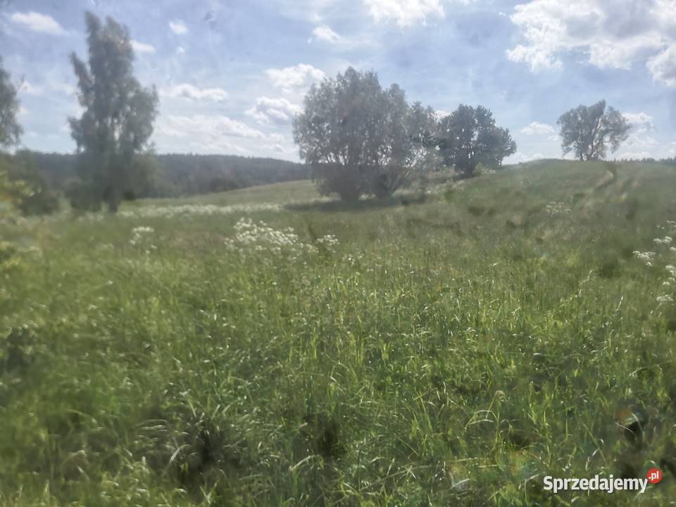 Sprzedam działkę rolną o pow 428ha Piłaki Wielkie