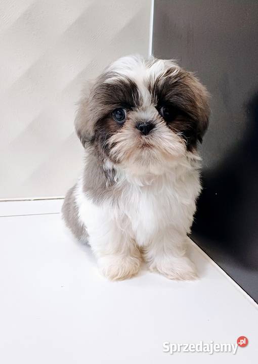 ShihTzu BiałoSzary Leszno