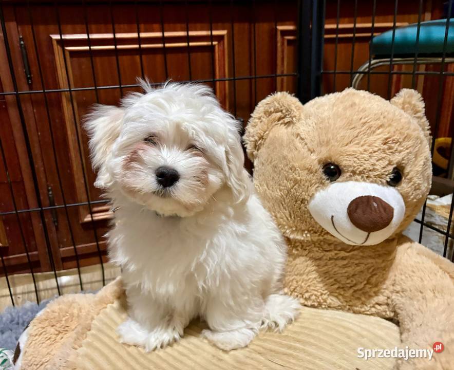 Hawańczyk JERRY ulubiony kot Frediego Mercury pomorskie Pogórze