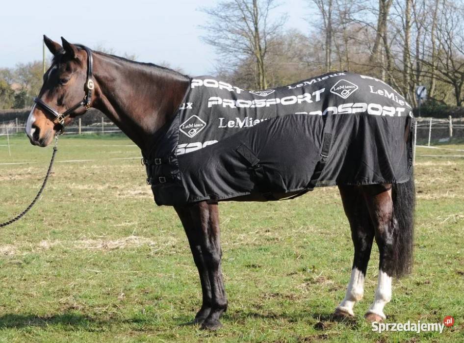 Koc chłodzący transportowy koni Wołomin