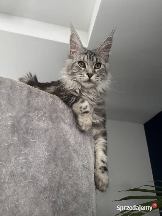 Aria kotka Maine Coon Maine Coon Nowa Wieś Lęborska