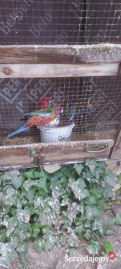 Papugi Rozele Królewskie mazowieckie Mińsk Mazowiecki