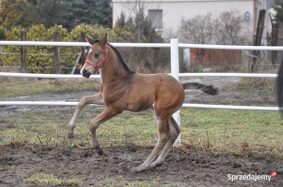 Ogierek małopolski źrebak Mogielnica sprzedam