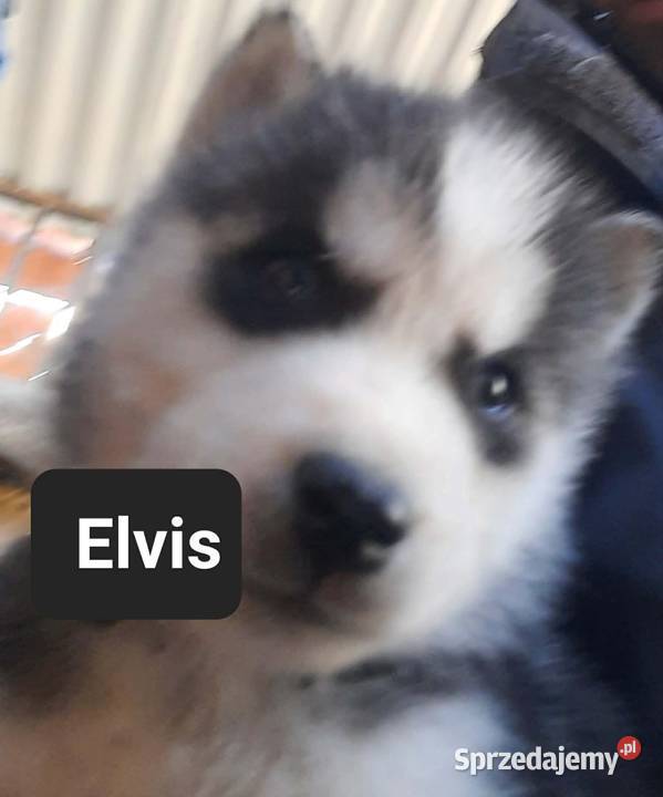 Dostępne szczeniaki rasy Syberian husky Reda sprzedam