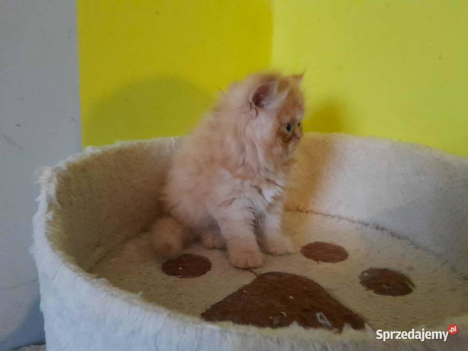 Kocurek perski rudobiszkoptowy Koty Szyk