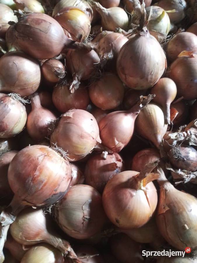 CEBULA sprzedam