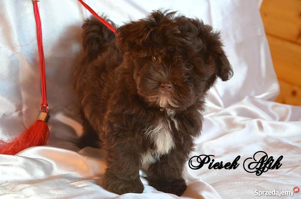 HAWAŃCZYK pieski suczki z rodowodem czekoladowe wielkopolskie Ostrzeszów