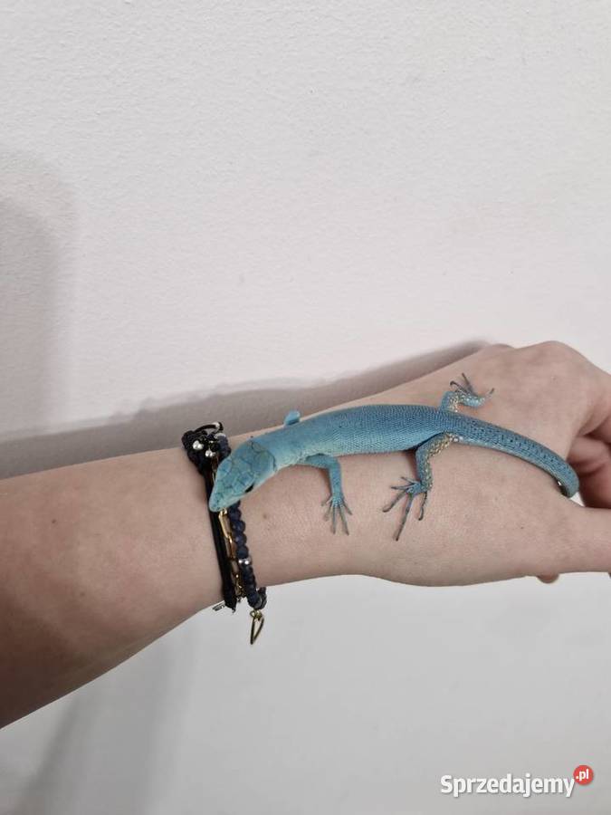 Gastropholis Prasina Blue Niebieskie Oława