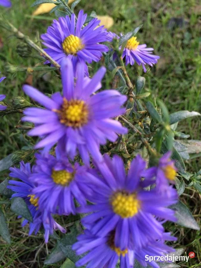 Aster Marcinek fioletowy niski wieloletni
